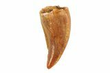 Bargain, Raptor Tooth - Real Dinosaur Tooth #80055-1